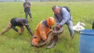 Defensa Civil rescatando a una anaconda en el Caquetá.